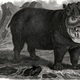 Image for article titled How Europeans Imagined Exotic Animals Centuries Ago, Based on Hearsay